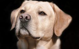 Labrador Retriever : aspect physique et comportement