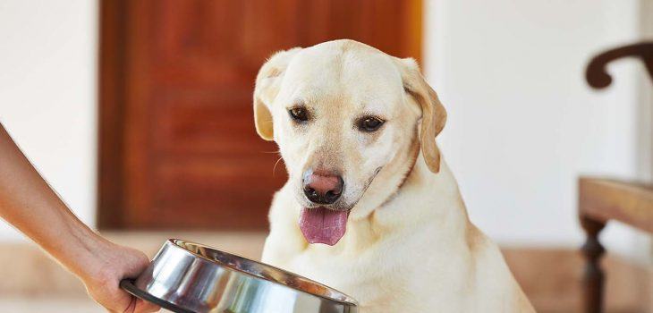 Quelle alimentation pour votre Labrador Retriever : industrielle ou fait-maison?