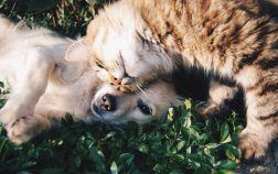 Votre Labrador Retriever peut-il cohabiter avec un chat ?