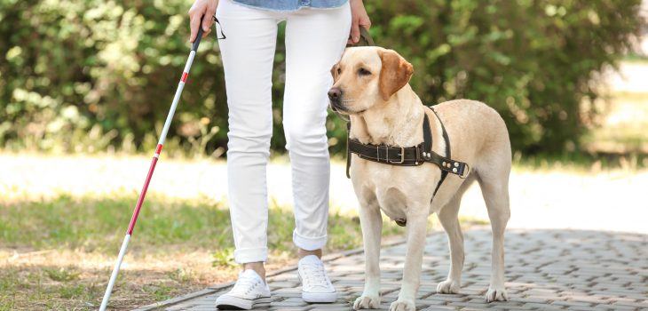 labrador chien guide aveugle